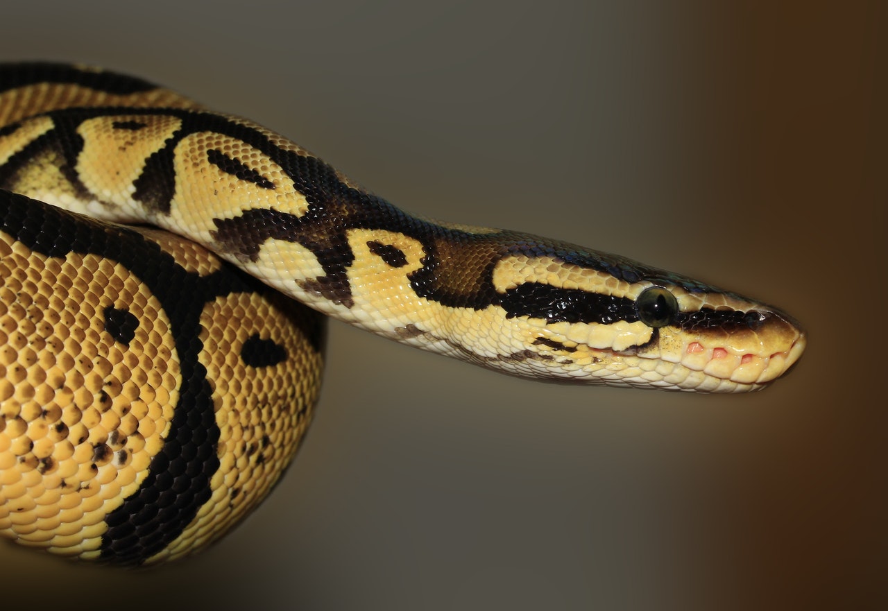 Serpente (simbologia) – Wikipédia, a enciclopédia livre