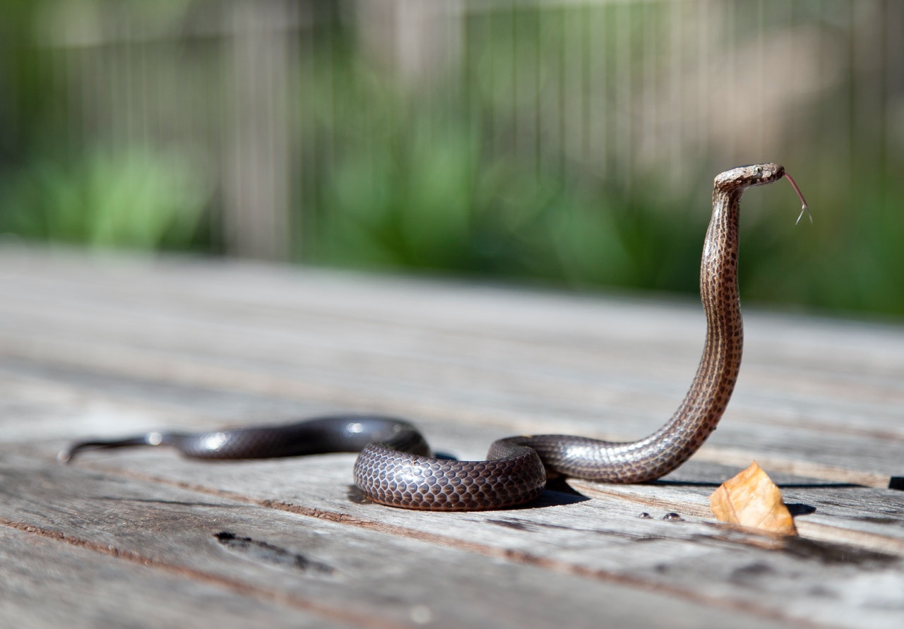 O que significa sonhar com cobras? Especialistas apontam possíveis sentidos
