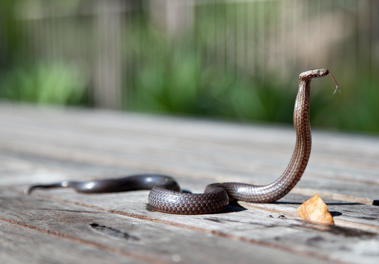 Sonhar com cobra pode ser perigoso? Conheça o significado disso - Portal 6